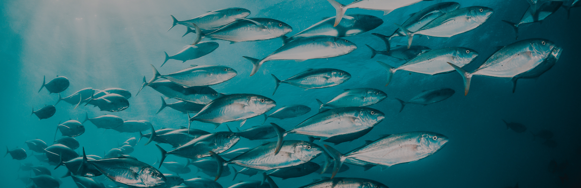 魚の仕入れなら片山水産のお魚通信背景